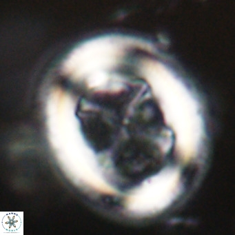 Chiasmolithus modestus VR 30754