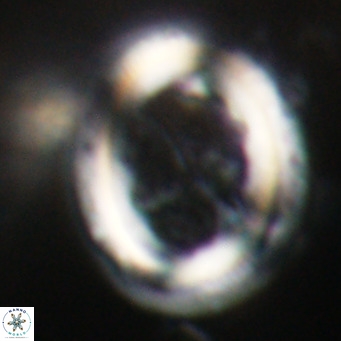 Chiasmolithus modestus VR 30757