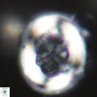 Chiasmolithus modestus VR 30758