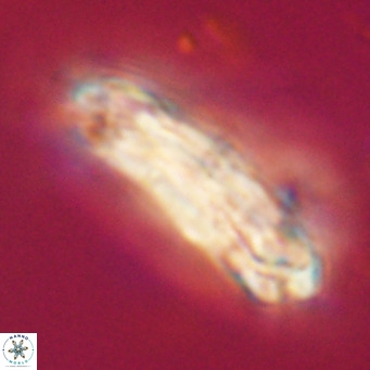 Chiasmolithus modestus VR 30750