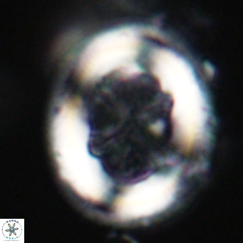 Chiasmolithus modestus VR 30763