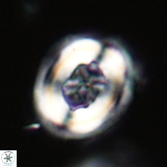 Chiasmolithus altus VR 34126