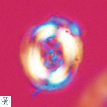 Chiasmolithus altus VR 34127
