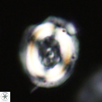 Chiasmolithus altus VR 34128