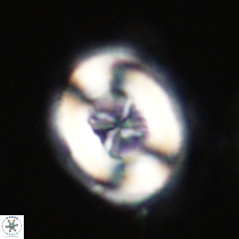 Chiasmolithus altus VR 34129