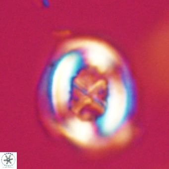 Chiasmolithus altus VR 34154