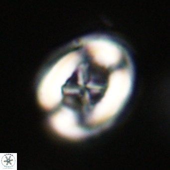 Chiasmolithus altus VR 34156