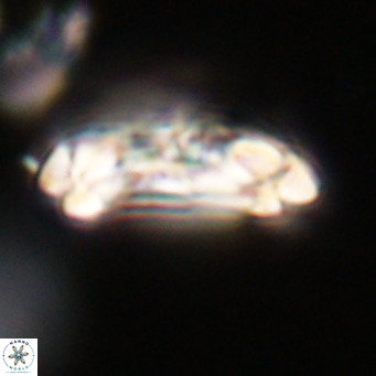 Chiasmolithus altus VR 34157
