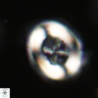 Chiasmolithus altus VR 34150