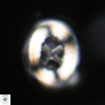Chiasmolithus altus VR 34153