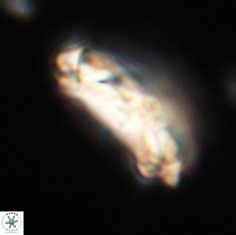 Chiasmolithus altus VR 34168