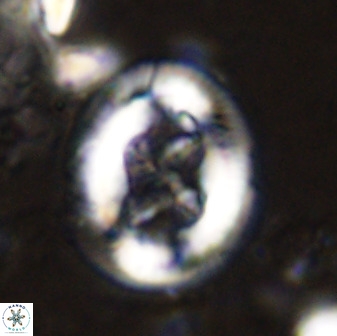 Chiasmolithus bidens 49035
