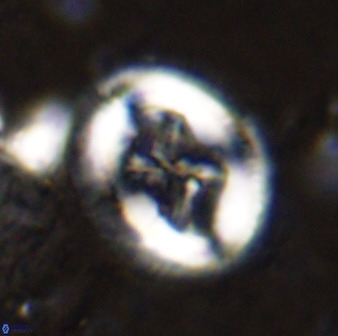 Chiasmolithus bidens 49036