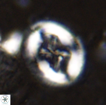 Chiasmolithus bidens 49036