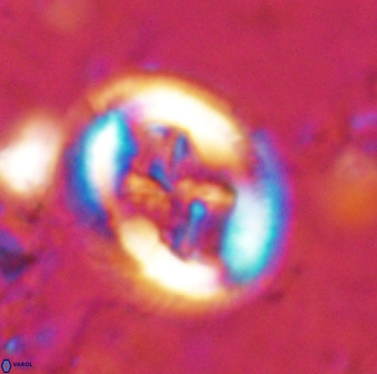 Chiasmolithus bidens 49037