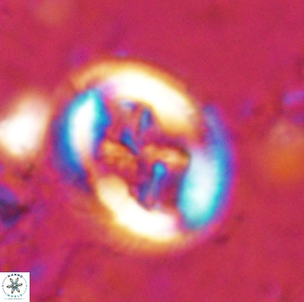 Chiasmolithus bidens 49037