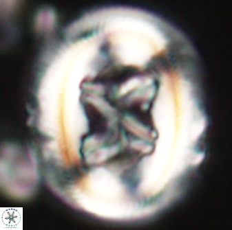 Chiasmolithus bidens 60892