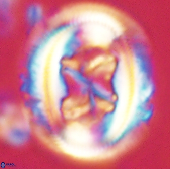 Chiasmolithus bidens 60893