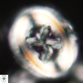 Chiasmolithus bidens 60894