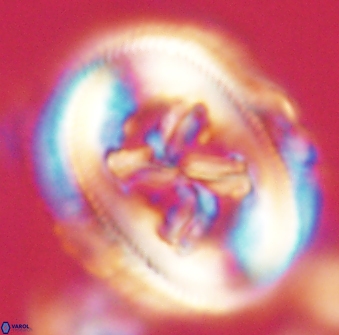 Chiasmolithus bidens 60895