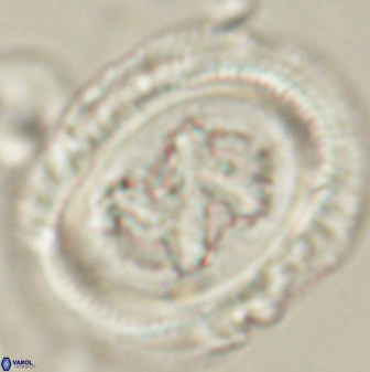 Chiasmolithus bidens 60899