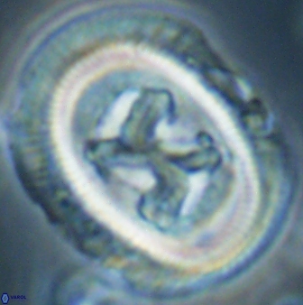 Chiasmolithus bidens 60903