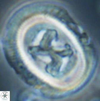 Chiasmolithus bidens 60903