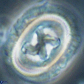 Chiasmolithus bidens 60905