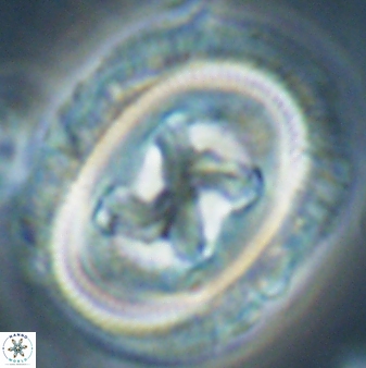 Chiasmolithus bidens 60905