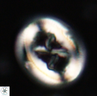 Chiasmolithus bidens 19925