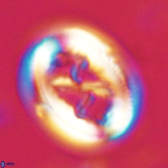 Chiasmolithus bidens 19926