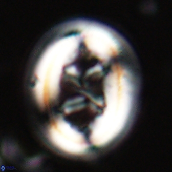 Chiasmolithus bidens 19928