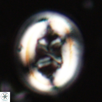 Chiasmolithus bidens 19928