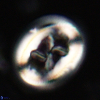 Chiasmolithus bidens 19929