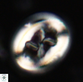 Chiasmolithus bidens 19929