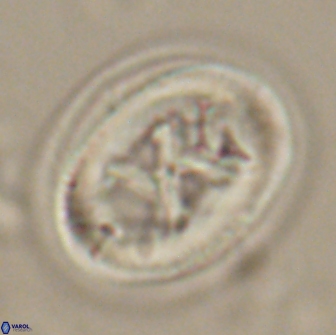 Chiasmolithus bidens 19931