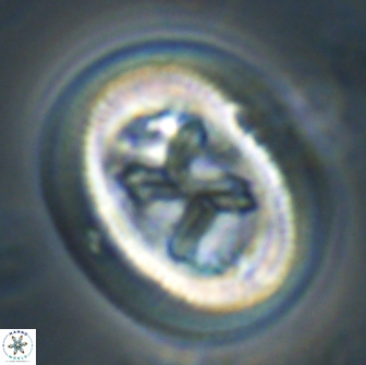 Chiasmolithus bidens 19934