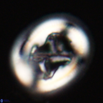 Chiasmolithus bidens 20154