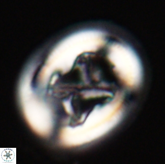 Chiasmolithus bidens 20154