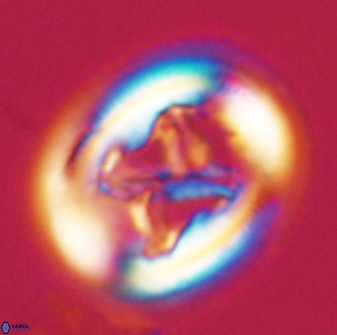 Chiasmolithus bidens 20155