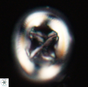 Chiasmolithus bidens 20157