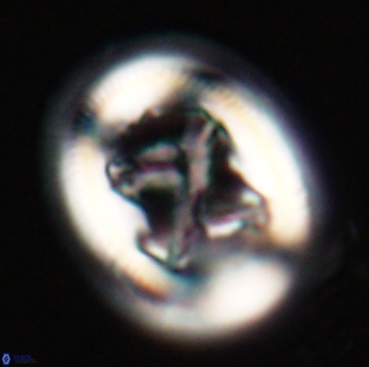 Chiasmolithus bidens 20158