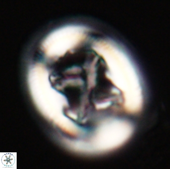 Chiasmolithus bidens 20158