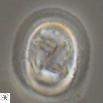 Chiasmolithus bidens 20162