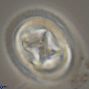 Chiasmolithus bidens 20163