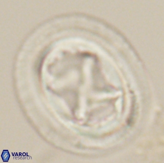 Chiasmolithus bidens 20164