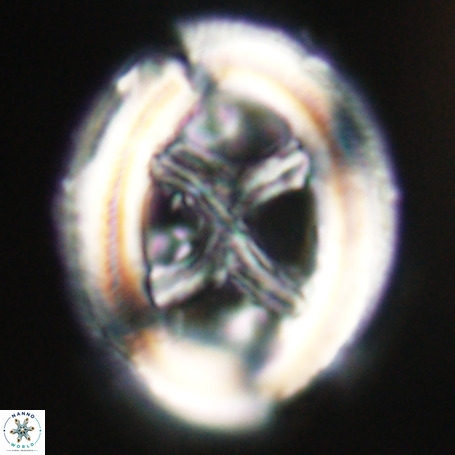 Chiasmolithus expansus VR 30706