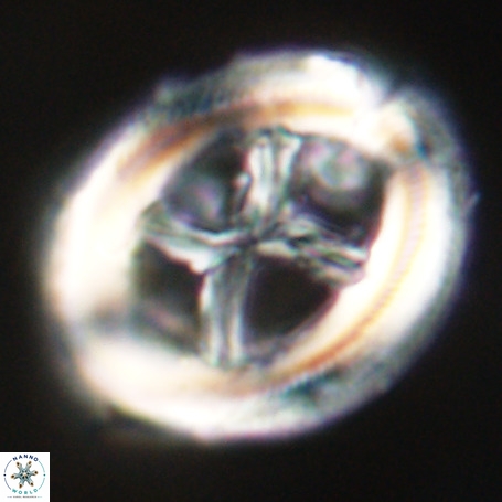 Chiasmolithus expansus VR 30707