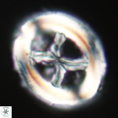 Chiasmolithus expansus VR 30701