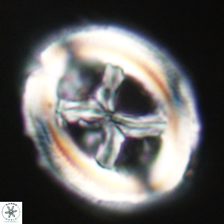 Chiasmolithus expansus VR 30702